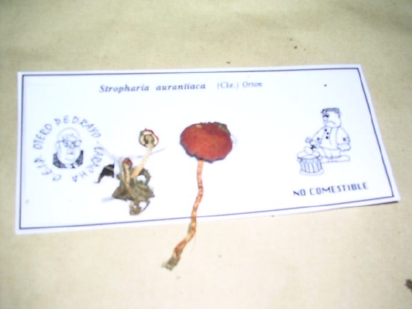 STROPHARIA AURANTIACA